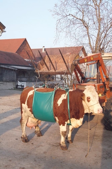 Fotografija proizvoda Naprava za podizanje krava