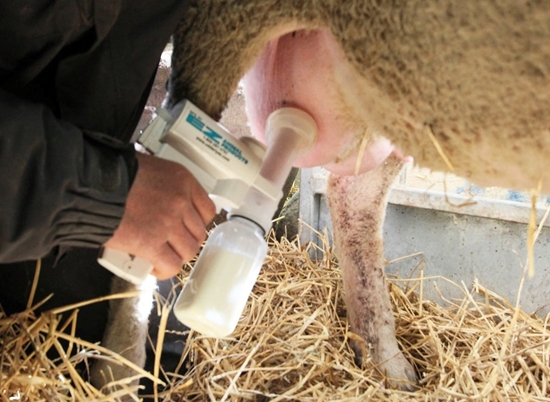 Fotografija proizvoda Pumpa za mužnju ovaca