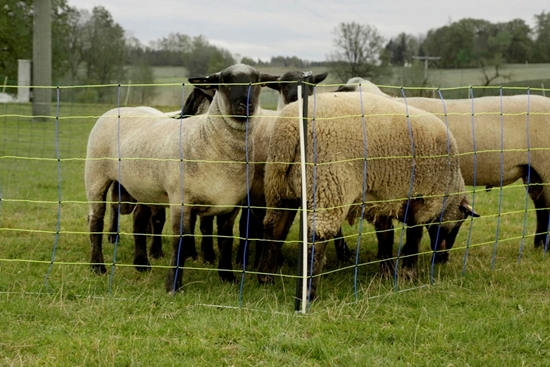 Mreža za ovce TitanPro s dvostrukim vrhom:50m/90cm