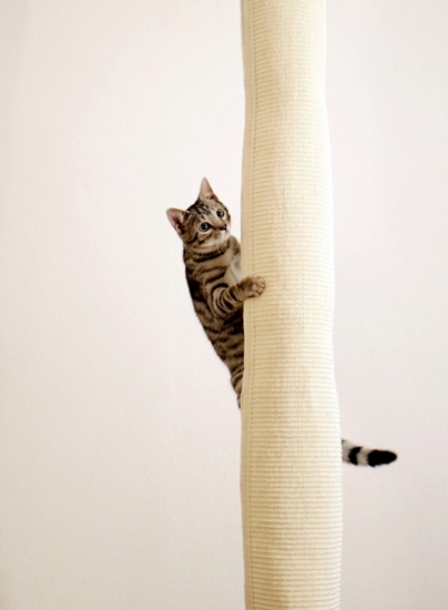 Penjačica za mačke Climber visine 240cm