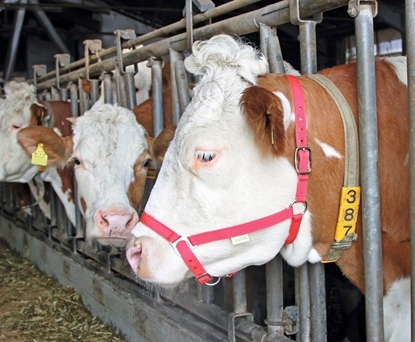 Fotografija proizvoda Ular za krave, crveni