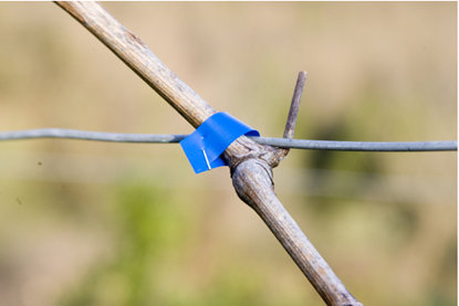 Punte za vezačicu tick