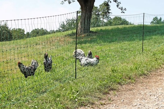 Mreža za perad PoultryNet sa dvostrukim vrhom: 50m/106cm