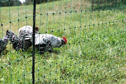 Mreža za perad PoultryNet sa dvostrukim vrhom:25m/106cm Mreža za perad PoultryNet sa dvostrukim vrhom:25m/106cm
