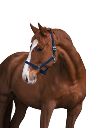 Fotografija proizvoda Ular za konje Classic plavi